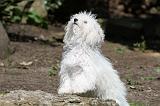 BICHON BOLONAIS 023